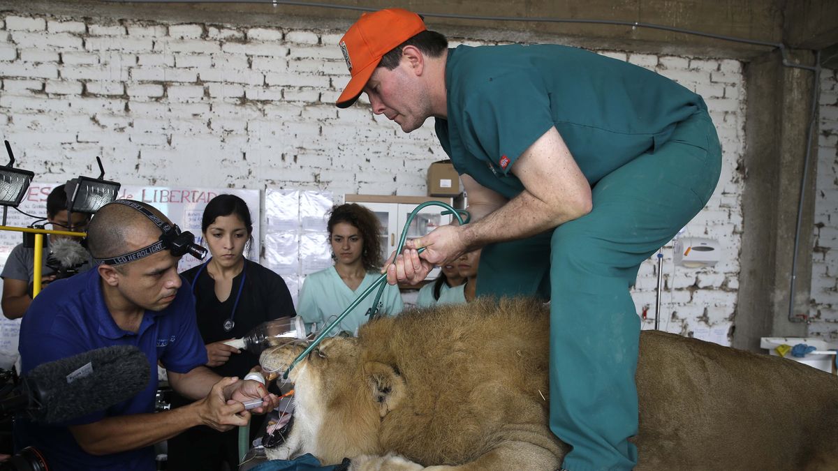 Curan dientes a leones maltratados en circos de Perú, image size:1200x675