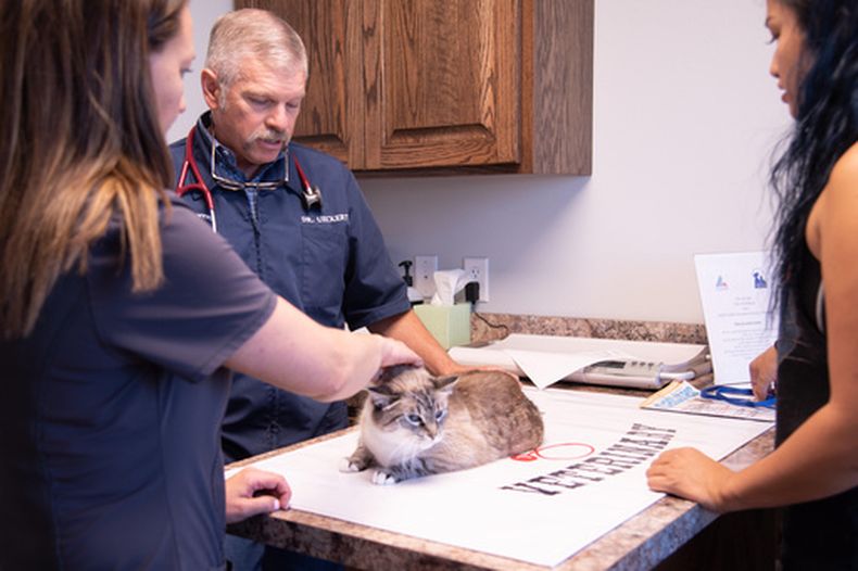 Esta fotografía, proporcionada por la Asociación Veterinaria Médica de Texas, muestra al veterinario Russell Ueckert atendiendo a un gato en su clínica, en agosto de 2019, en Abilene, Texas. (Abel Amendare/Asociación Veterinaria Médica de Texas vía AP)
