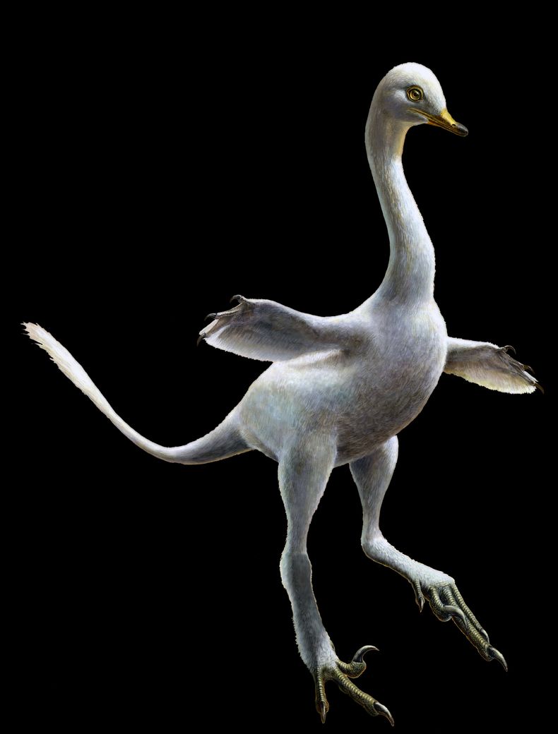 AMN-CIE_DINOSAURIO_PATO-0.jpg