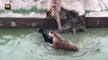 lamentable: dan de comer un burro vivo a los tigres de un zoologico de china