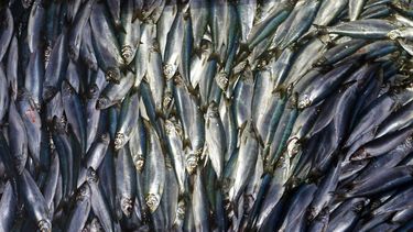 Calentamiento global reducirá fauna marina, dice estudio