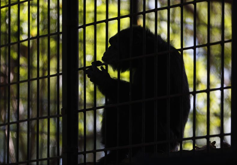 El chimpanc&eacute; Congo se sienta cerca de la reja que rodea su nuevo h&aacute;bitat en el zool&oacute;gico de Asunci&oacute;n, Paraguay, el viernes 2 de mayo de 2014. (AP foto/Jorge Saenz)
