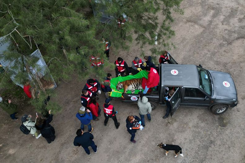 Miembros de la organización de bienestar animal Four Paws suben a un tigre a un camión para trasladarlo desde un zoológico cerrado a un santuario en Sudáfrica, en Luján (Argentina), el viernes 14 de agosto de 2026. (Foto AP/Natacha Pisarenko)