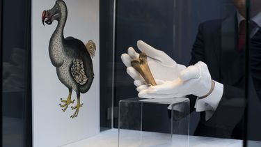 Ambicioso plan para traer de vuelta al dodo atrae inversores
