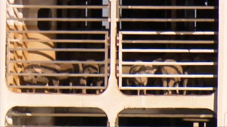 En la imagen, tomada de un video, se ve a los animales a bordo del mercante MV Bahijah, atracado en un puerto en Fremantle, Australia, el 2 de febrero de 2024. (Channel 10 vía AP)
