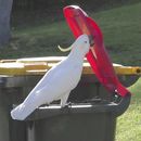 Cacatúas aprenden a levantar las tapas de botes de basura