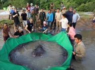 capturan en camboya pez de agua dulce mas grande del mundo