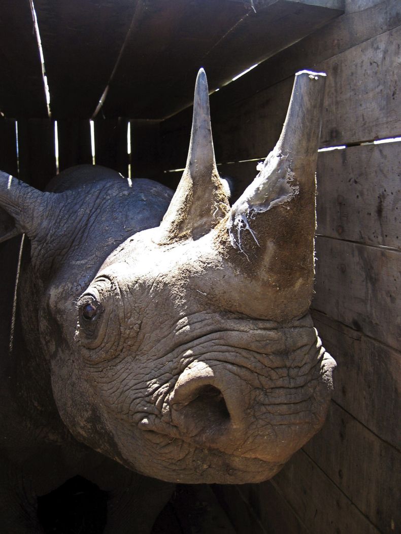 AFR-GEN_EXTINCION_RINOCERONTE_NEGRO-0.jpg