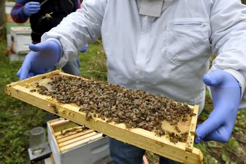 AMN-GEN_EEUU-ABEJAS-0.jpg