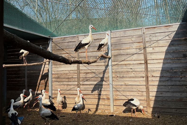 El hospital para aves en el Zoológico de Varsovia, Polonia, el 16 de marzo del 2026. (AP foto/Claudia Ciobanu)