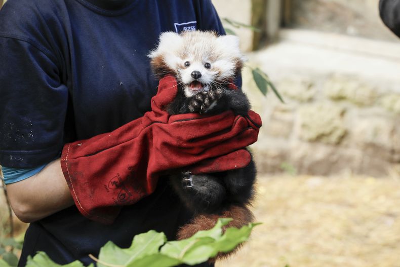 Esta fotografía proporcionada por la Real Sociedad Zoológica de Escocia el jueves 14 de noviembre de 2024, muestra una cría de panda rojo Roxie, cuya muerte ha sido atribuida a los fuegos artificiales por las celebraciones anuales de la Noche de Hogueras. (Real Sociedad Zoológica de Escocia vía AP)