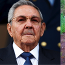 Descubren sembrado ilegal de Marihuana con más de 1,200 plantas en Bayamo, Cuba