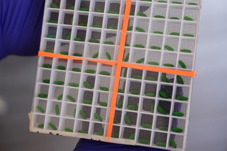 ARCHIVO -- Un recipiente de prueba, con pupas de mosca teñidas, se exhibe en una instalación de producción de moscas estériles para combatir la propagación hacia el norte del gusano barrenador del Nuevo Mundo y proteger al ganado estadounidense, el 9 de febrero de 2026, en Edinburg, Texas. (AP Foto/Eric Gay, archivo)