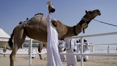 Concurso de camellos entre atracciones del Mundial de Qatar