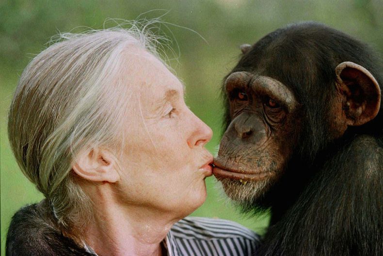 Jane Goodall besa a la chimpancé Tess en el Santuario de Chimpancés de Sweetwaters, en Nairobi, Kenia, el 6 de diciembre de 1997. (AP Foto/Jean-Marc Bouju, Archivo)