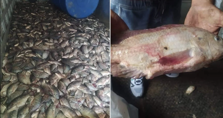 En medio de la escasez de alimentos en Cuba, se pudren toneladas de pescado en Bejucal