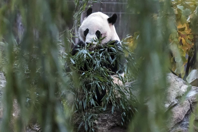 AMN-GEN_EEUU-CHINA-PANDA-1.jpg