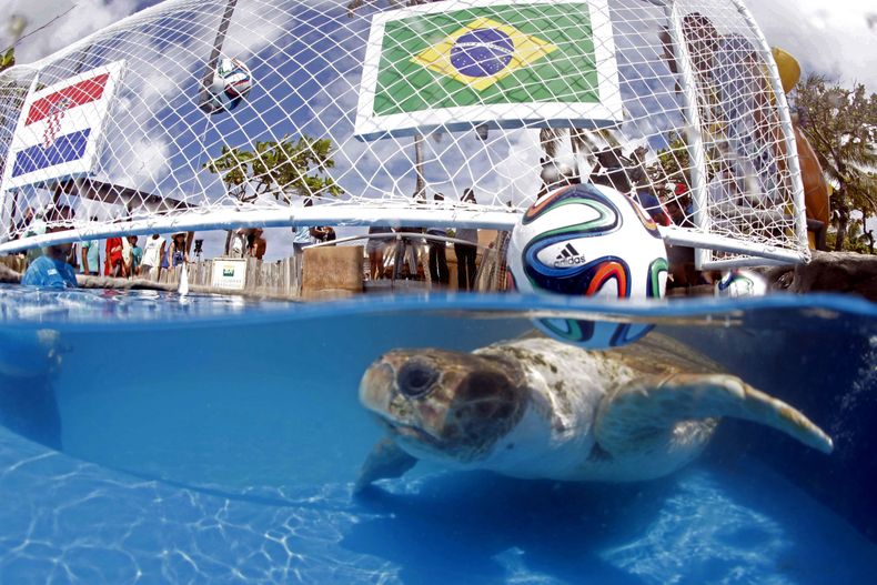Una tortuga llamada "Cabecao" o "Cabezona", nada en un estanque en Praia do Forte, Brasil, el martes 10 de junio de 2014. La nueva versi&oacute;n del Pulpo Paul que desde Alemania pronostic&oacute; con acierto los resultados del Mundia