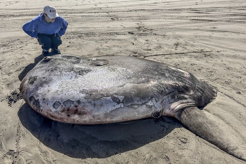 Esta imagen difundida por el Acuario Seaside muestra un ejemplar de pez luna que apareció en una playa, el 3 de junio de 2024, en Gearhart, Oregon. (Tiffany Boothe/Acuario Seaside vía AP)