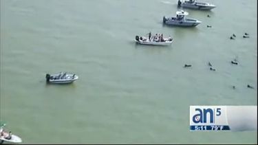 americateve | Gracias a los rescatistas, hay esperanza para las ballenas que quedaron varadas en las costas de la Florida.