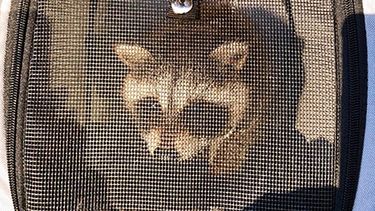 confiscan mapache que pareja tenia como mascota