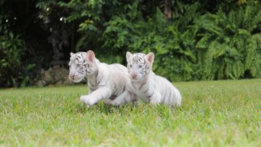 americateve | Dos extraños tigres blancos acaban de nacer en Jungle Island, para regocijo de los trabajadores del parque. Ahora buscan ayuda del público para buscarle nombres a los tiernos cachorritos.