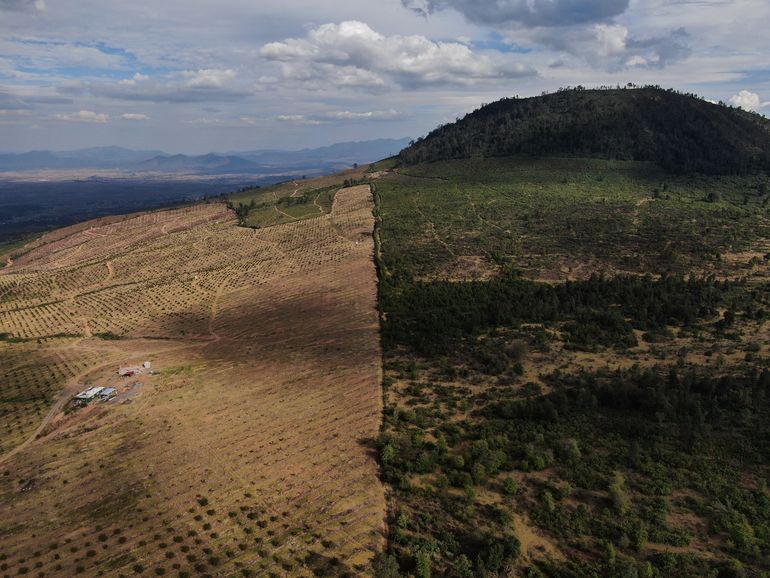 Aguacates, deforestación y cárteles van de la mano en México