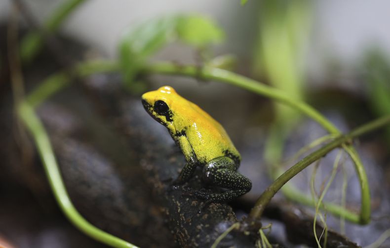 REP-GEN_COLOMBIA-CRIA_DE_RANAS_EXOTICAS-2.jpg