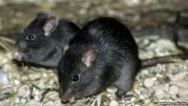 cuba alerta por aumento de leptospirosis