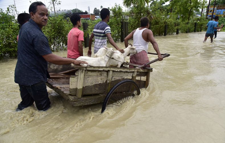 Afectados por las inundaciones trasladan varias cabras en un carro por una zona anegada del distrito de Nalbari, en Assam, en el norte de India, el 21 de junio de 2023. (AP Foto)