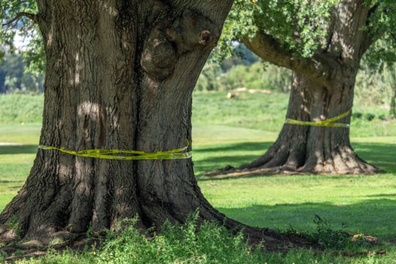 Los troncos de grandes árboles rodeados de cinta de precaución en el campo de golf de East Potomac, el lunes 12 de octubre de 2026, en Washington. (AP Foto/Mark Schiefelbein)
