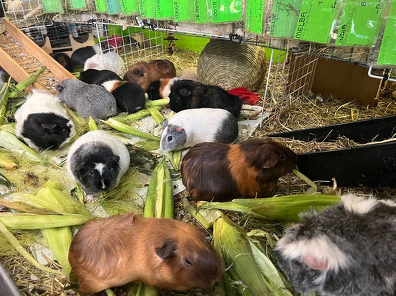 Cobayas mordisquean maíz y vegetales en un refugio para conejillos de indias en Salisbury, Massachusetts, el 10 de julio de 2026. (Foto AP/Kimberlee Kruesi)