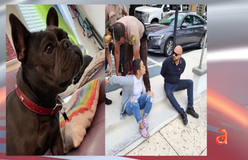 Pareja de Miami tras las rejas acusados de robar un bulldog francés en los cayos de Florida