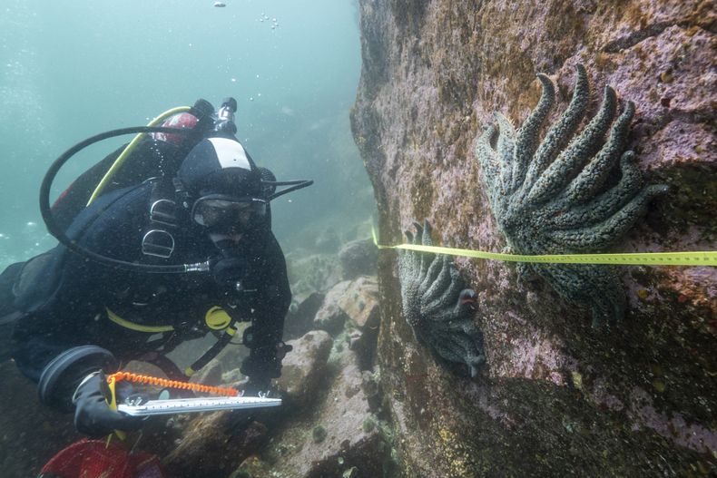 Foto suministrada por el Instituto Hakai que muestra a la científica Alyssa Gehman con estrellas de mar en la costa de la Columbia Británica, Canadá, en 2023. (Bennett Whitnell/ Instituto Hakai via AP)