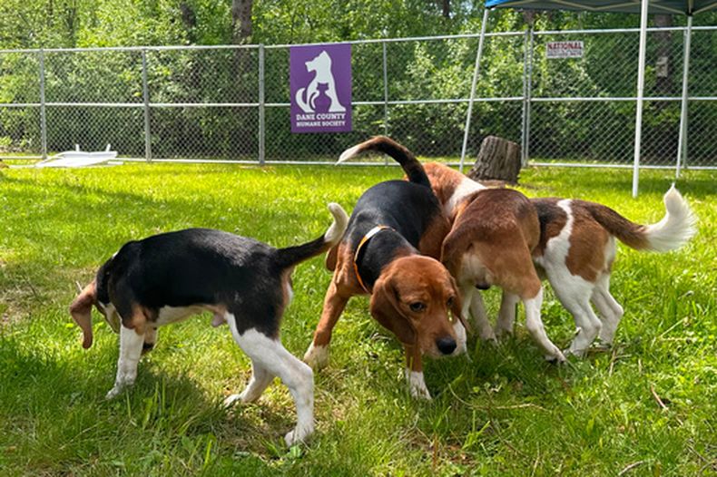 Beagles comprados a una instalación de investigación animal juegan en el pasto, el 12 de mayo de 2026, en Madison, Wisconsin (Foto AP/Scott Bauer, Archivo)