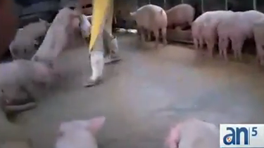 americateve | Autoridades arrestaron al operador de un matadero ilegal en el oeste de Miami Dade, acusado de múltiples incidentes de crueldad animal.