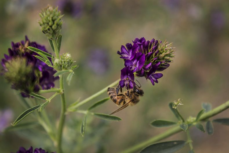 AMN-CIE_ABEJAS-ALIMENTACION-0.jpg