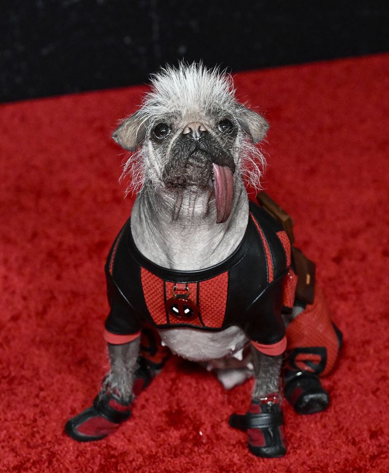 Peggy The Dog asiste al estreno mundial de Deadpool & Wolverine de Marvel Studios en el Teatro David H. Koch el lunes 22 de julio de 2024 en Nueva York. (Photo by Evan Agostini/Invision/AP)