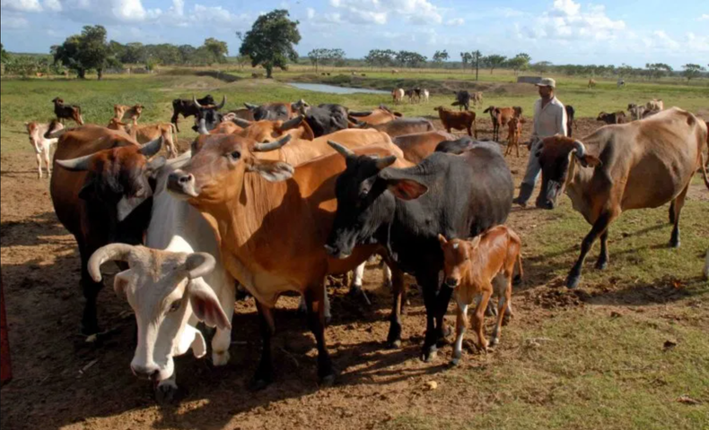 Vacas cuba