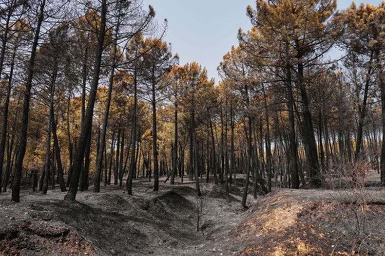 Vista de la provincia de Muriel, en Guadalajara, España, afectada por los incendios forestales, el miércoles 22 de julio de 2026. (Foto AP/Manu Fernandez)