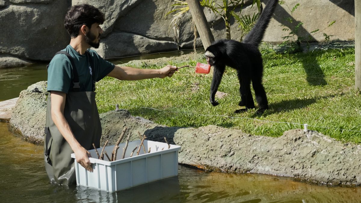 Monkeys of Costa Rica: Species, Importance and Conservation – Namubak, image size:1200x675
