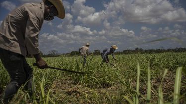 cae sector azucarero cubano; se incumple acuerdo con china