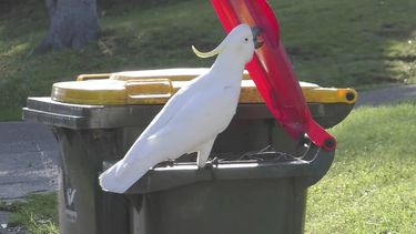 Cacatúas aprenden a levantar las tapas de botes de basura