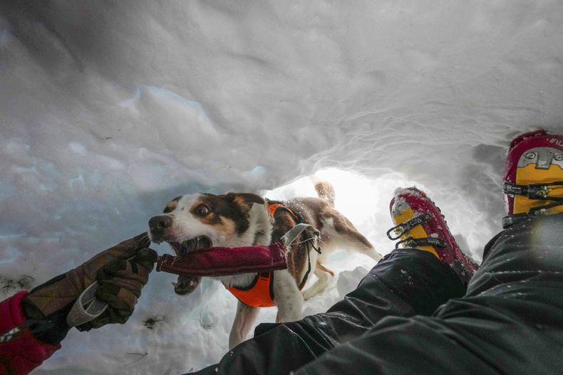 El perrito de rescate Zen siendo entrenado en Col Gallina, cerca de Cortina DAmpezzo, en el norte de Italia, el 25 de marzo del 2025. (AP foto/Luca Bruno)