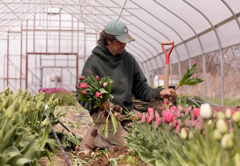 Gregory Witscher, propietario de Understory Farm, cosecha tulipanes el lunes 20 de abril de 2026, en Bridport, Vermont. (AP Foto/Amanda Swinhart)