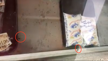 [video] cucarachas en el mostrador de una tienda de alimentos en cuba