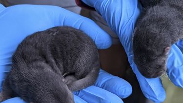 Nacen tres crías de nutria de río en Zoológico de Miami