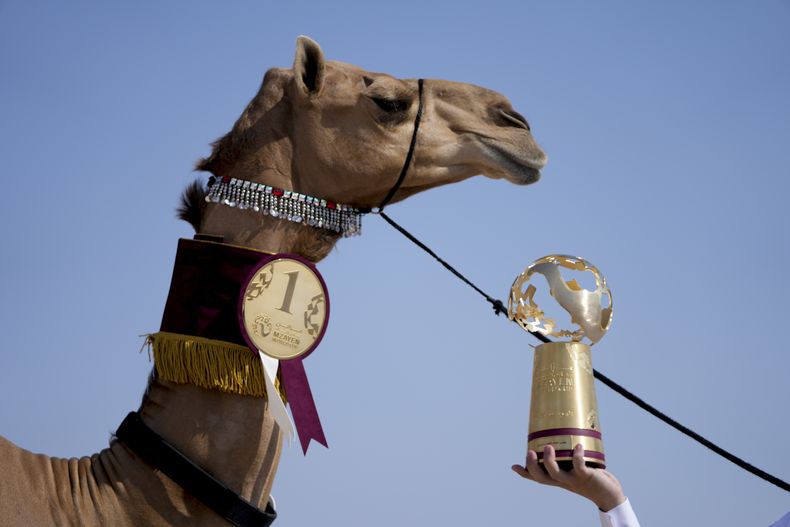DEP-FUT MUNDIAL CONCURSO DE CAMELLOS