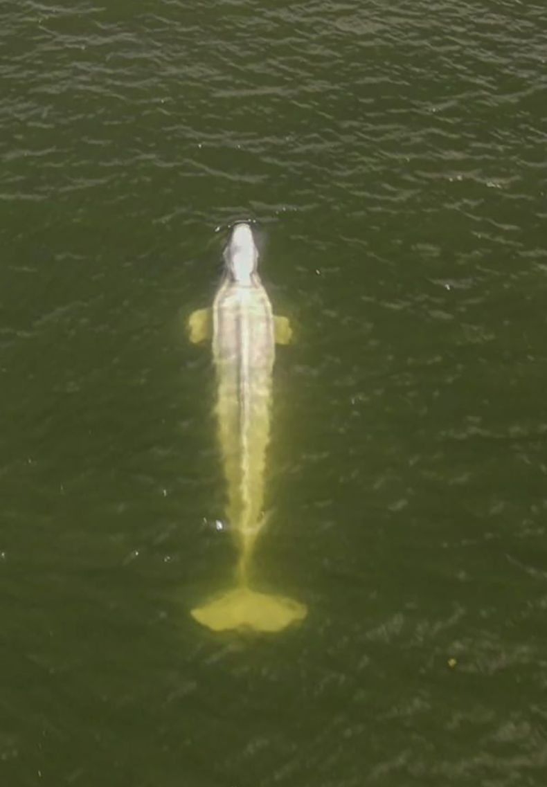 EUR-GEN FRANCIA-BELUGA