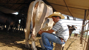 los ganaderos cubanos podran sacrificar un animal de cada tres de incremento, afirma el ministro de agricultura